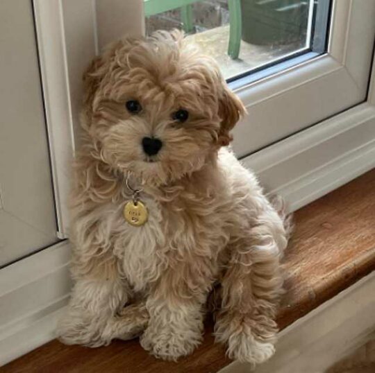 El Maltipoo Todo Lo Que Necesitas Saber Sobre Esta Raza Smylepets