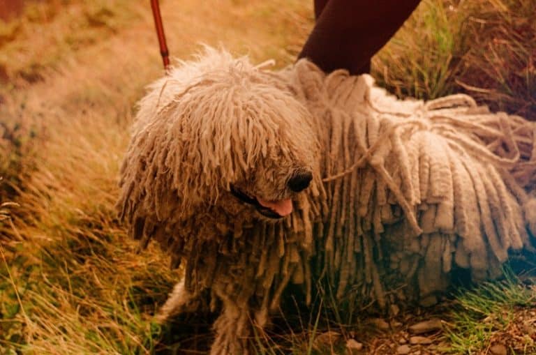 Razas De Perros Con Pelo Rizado