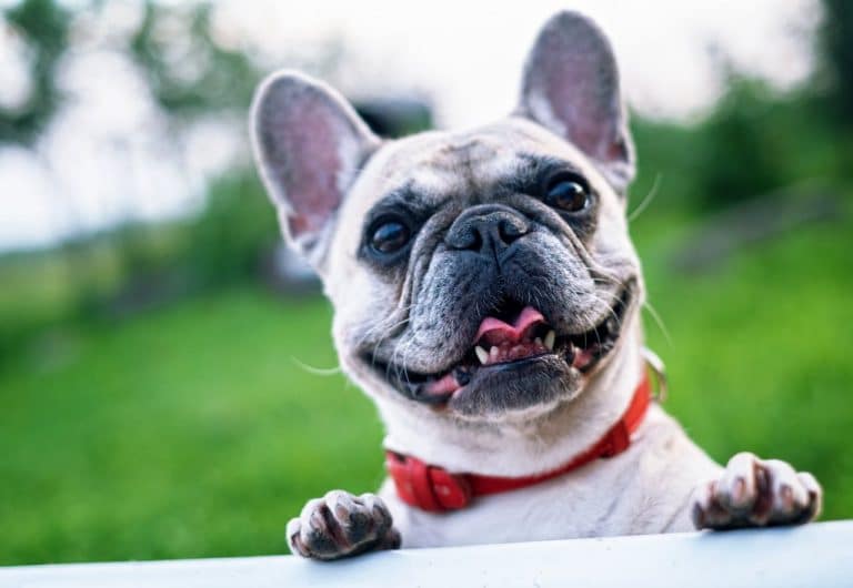 Cuánto vive un Bulldog Francés | Smylepets