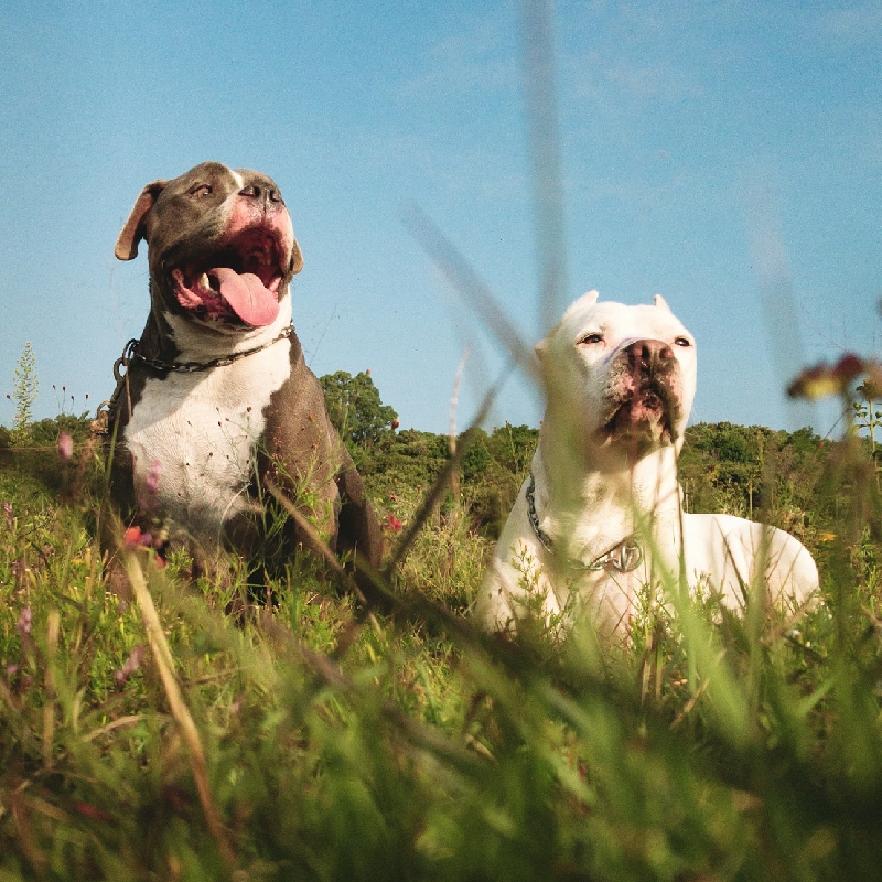 American Bully