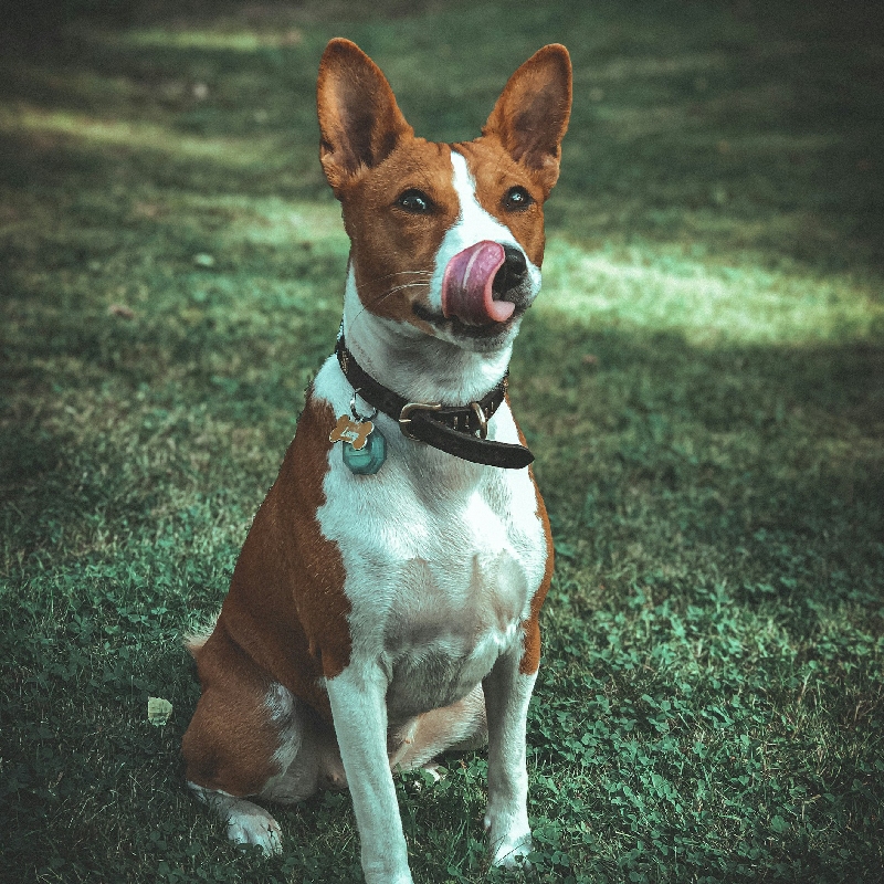 Basenji