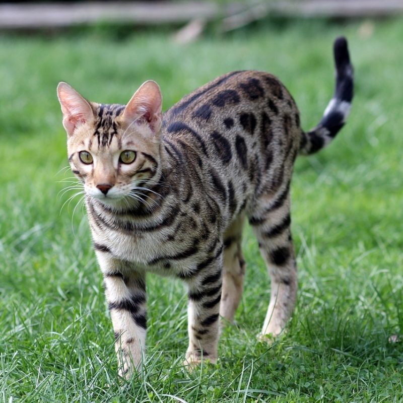 Bengalí