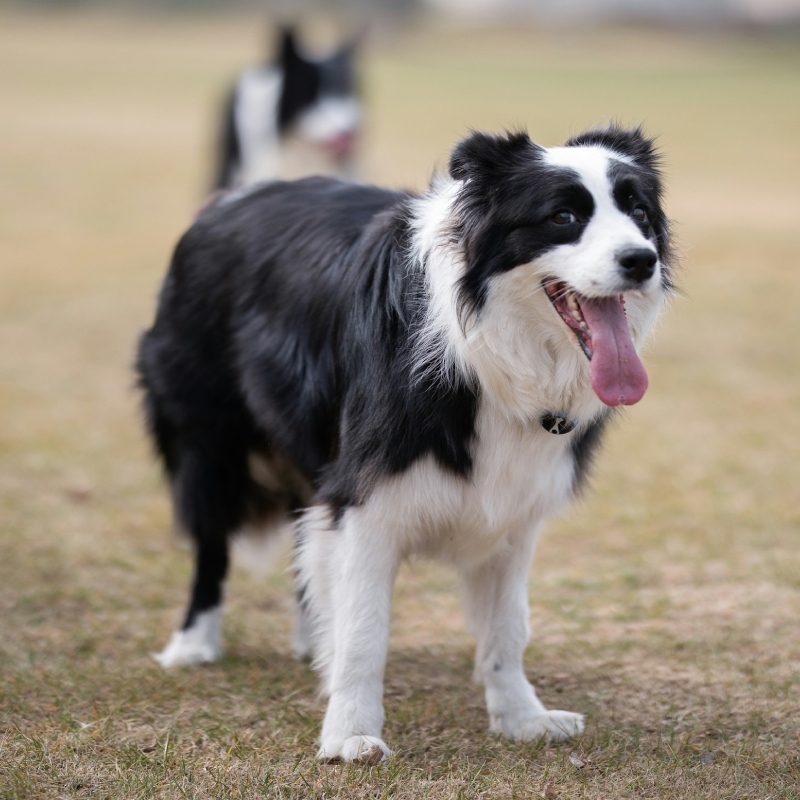 Border Collie