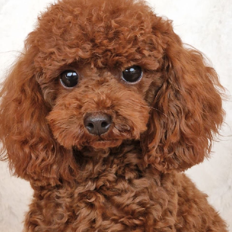 Caniche