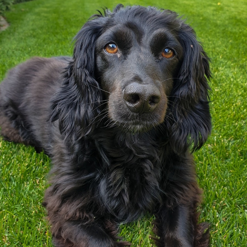 Cocker