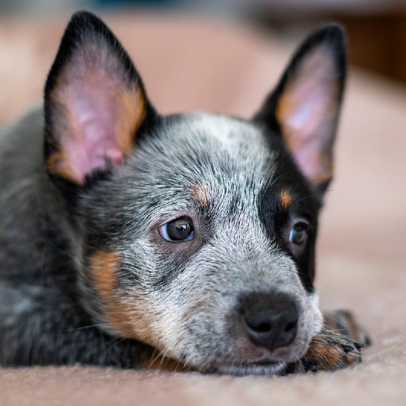 Australian Cattle Dog