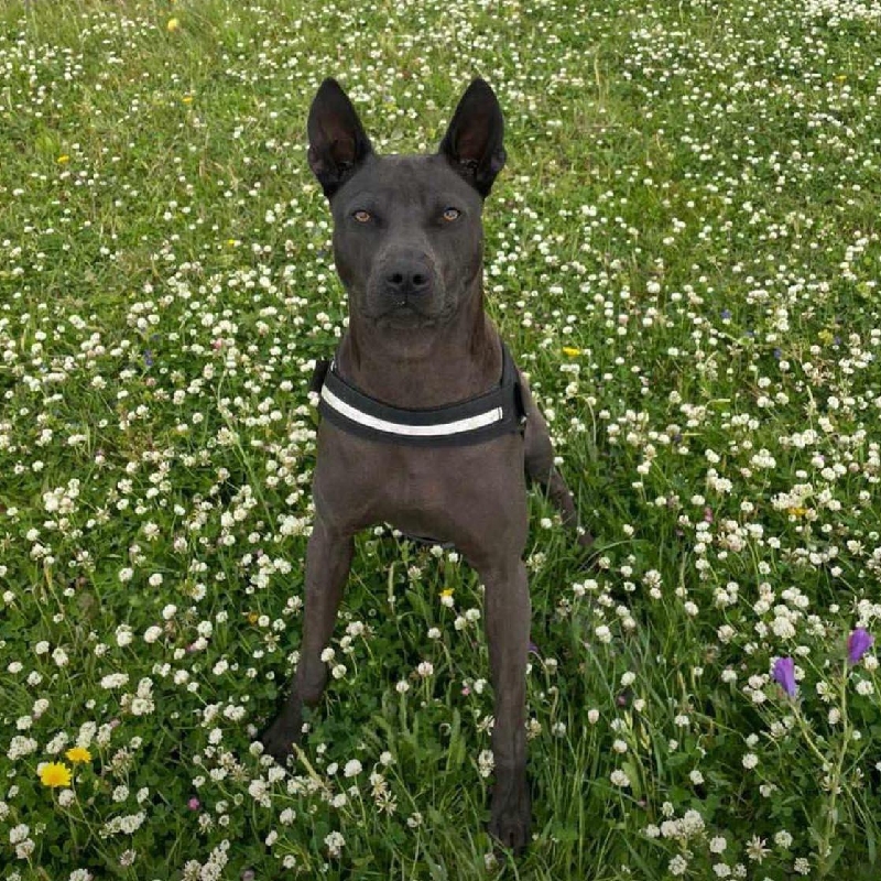 Thai Ridgeback