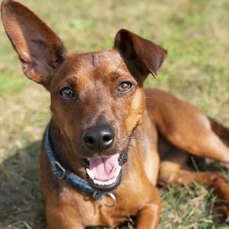 Pinscher