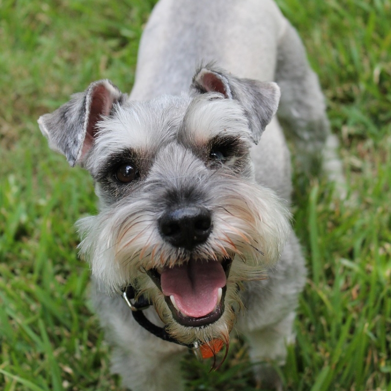 Schnauzer