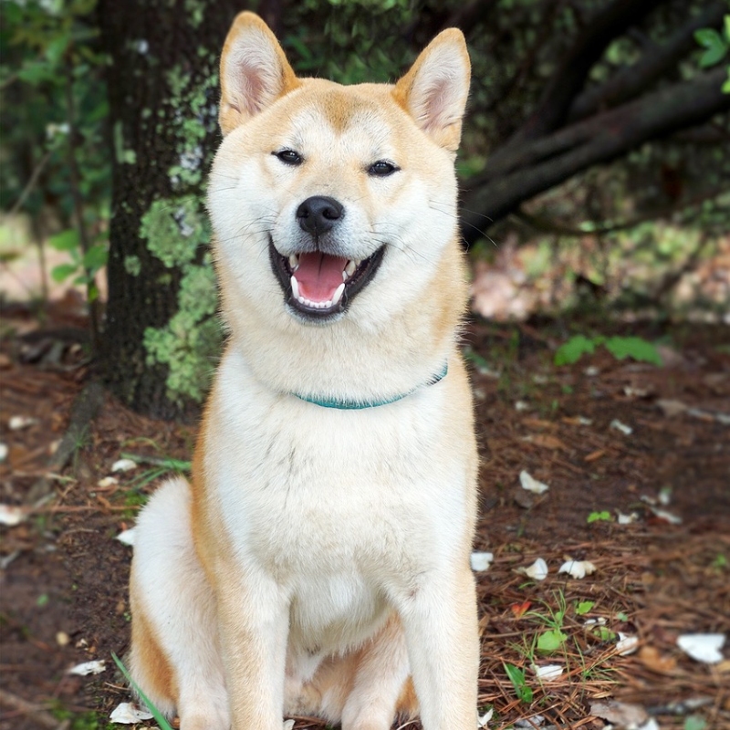 Shiba Inu