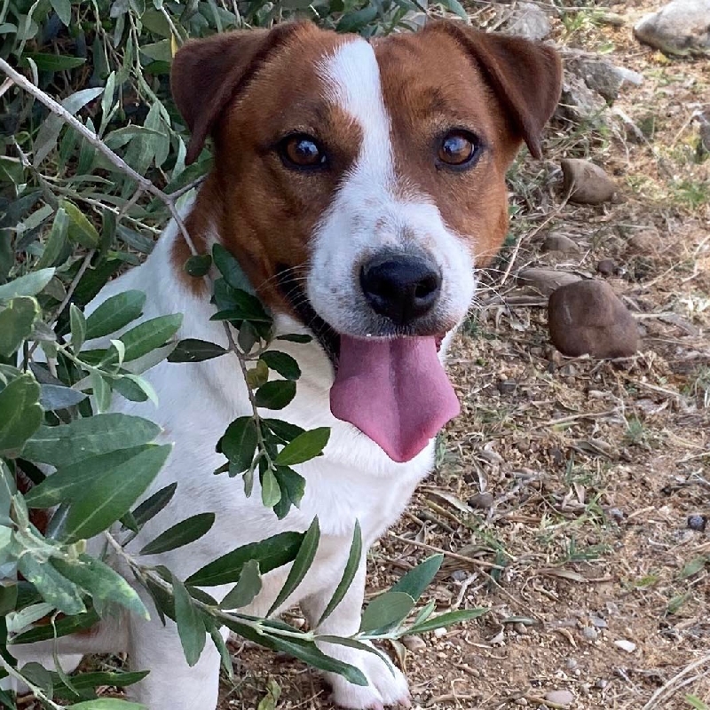 Jack Russell