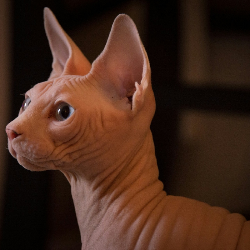 Sphynx