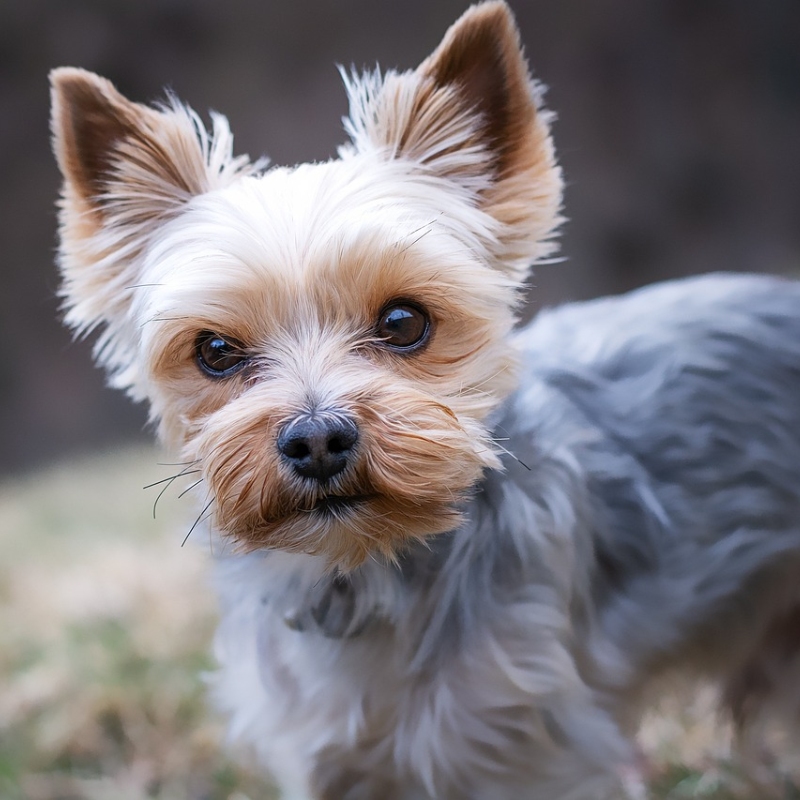 Yorkshire terrier