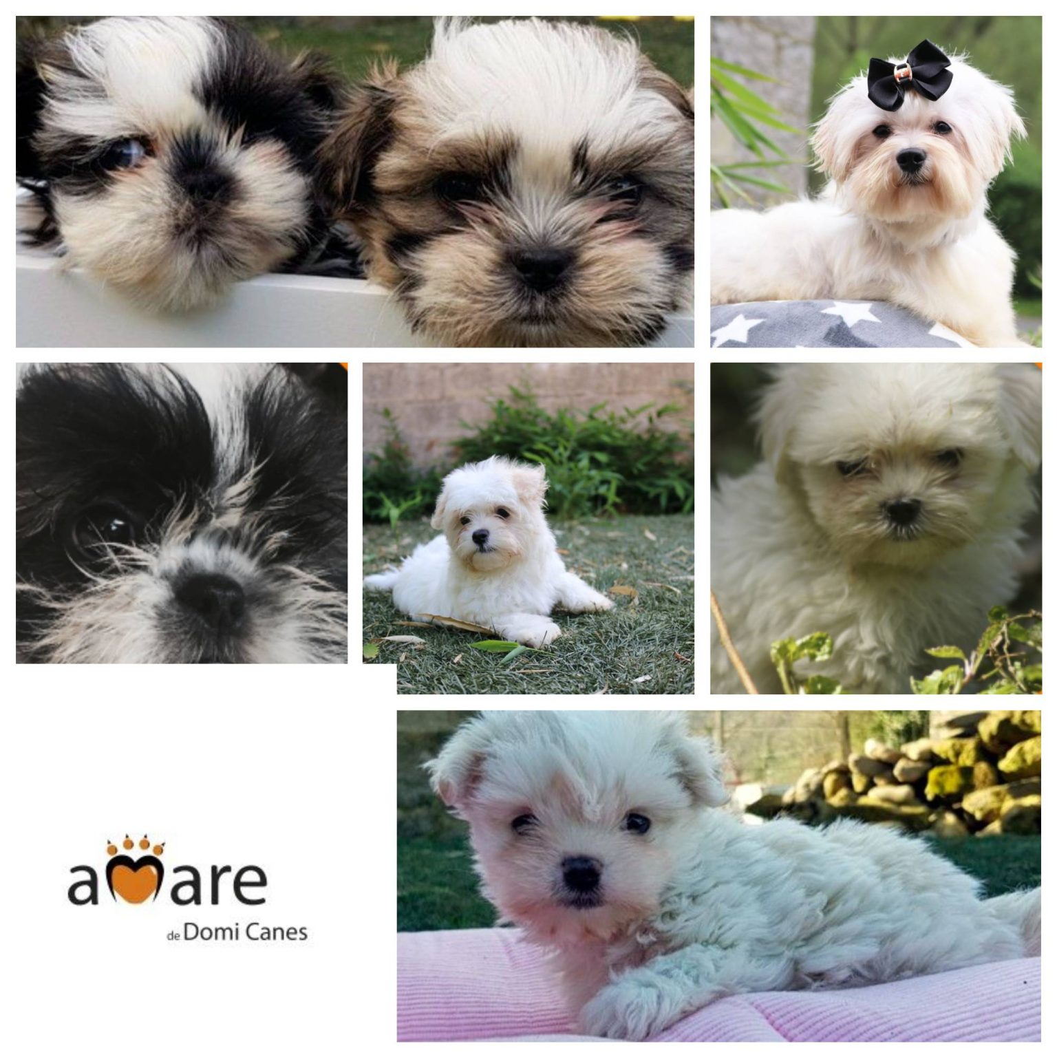 Foto Portada Amare 1 1536x1536