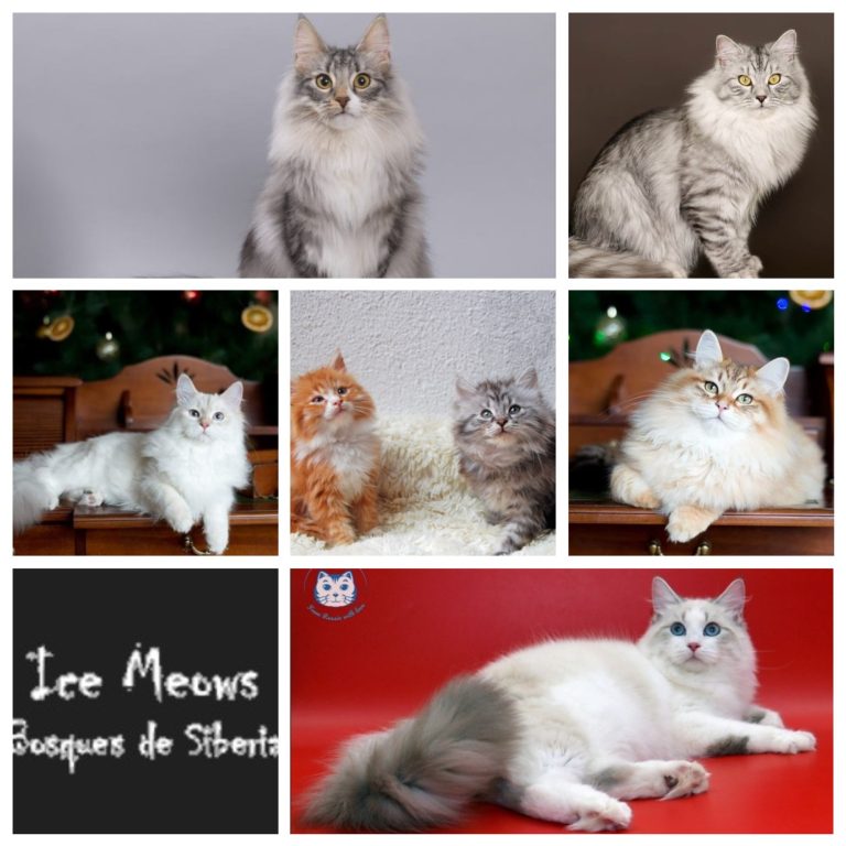 Ice Meows