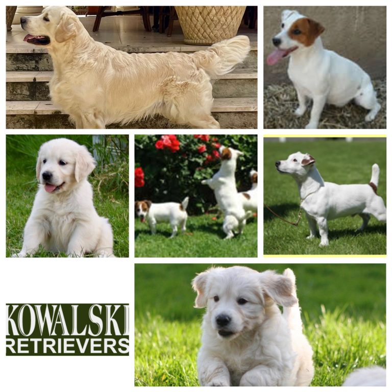 Kowalsky Retrievers