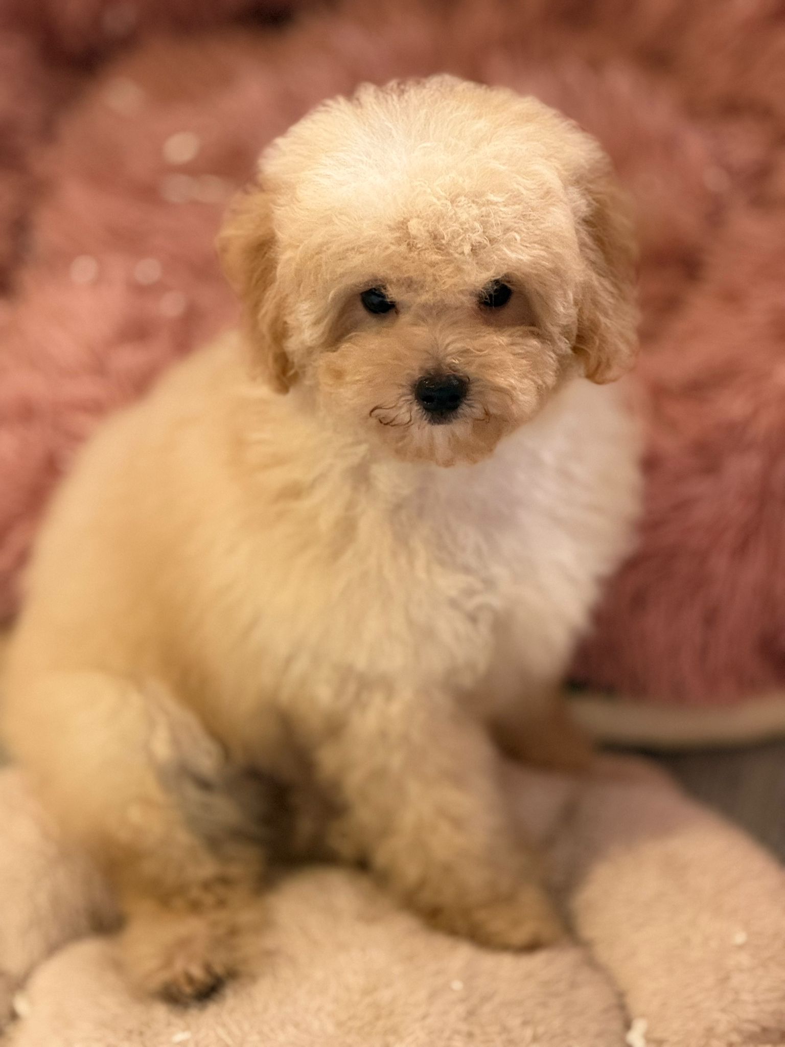 ShiPoo