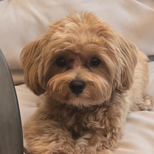 Maltipoo