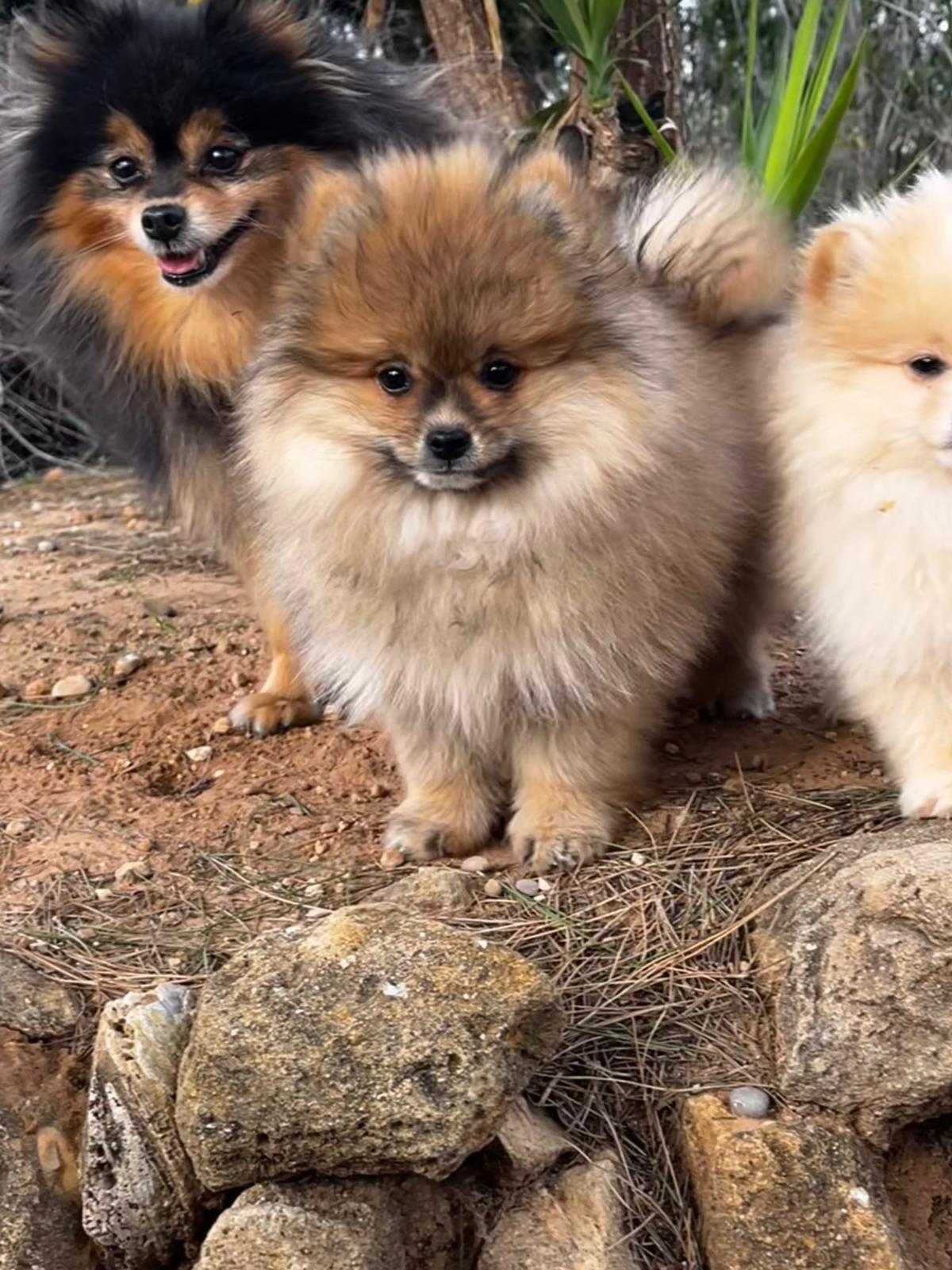 Pomerania