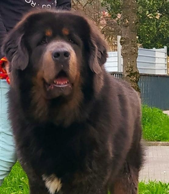 Mastín Tibetano