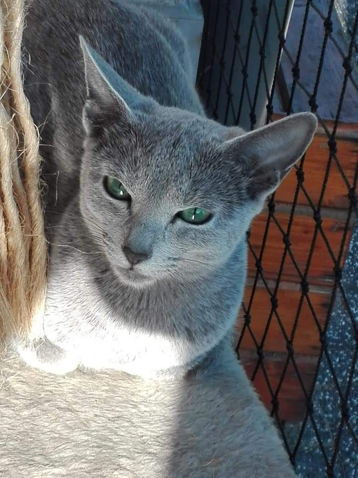 Azul Ruso