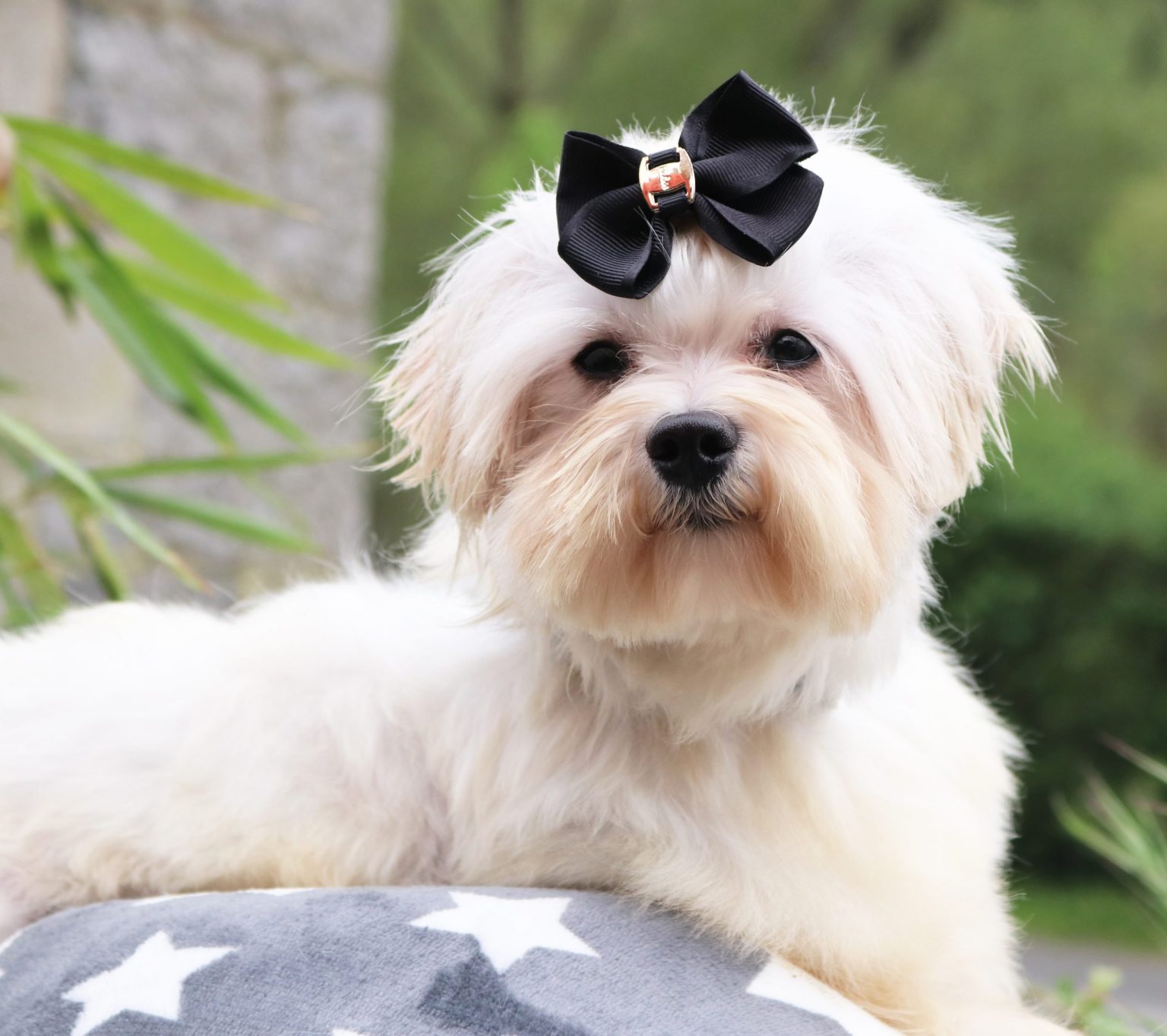 amare maltes blanco lazo 1536x1364