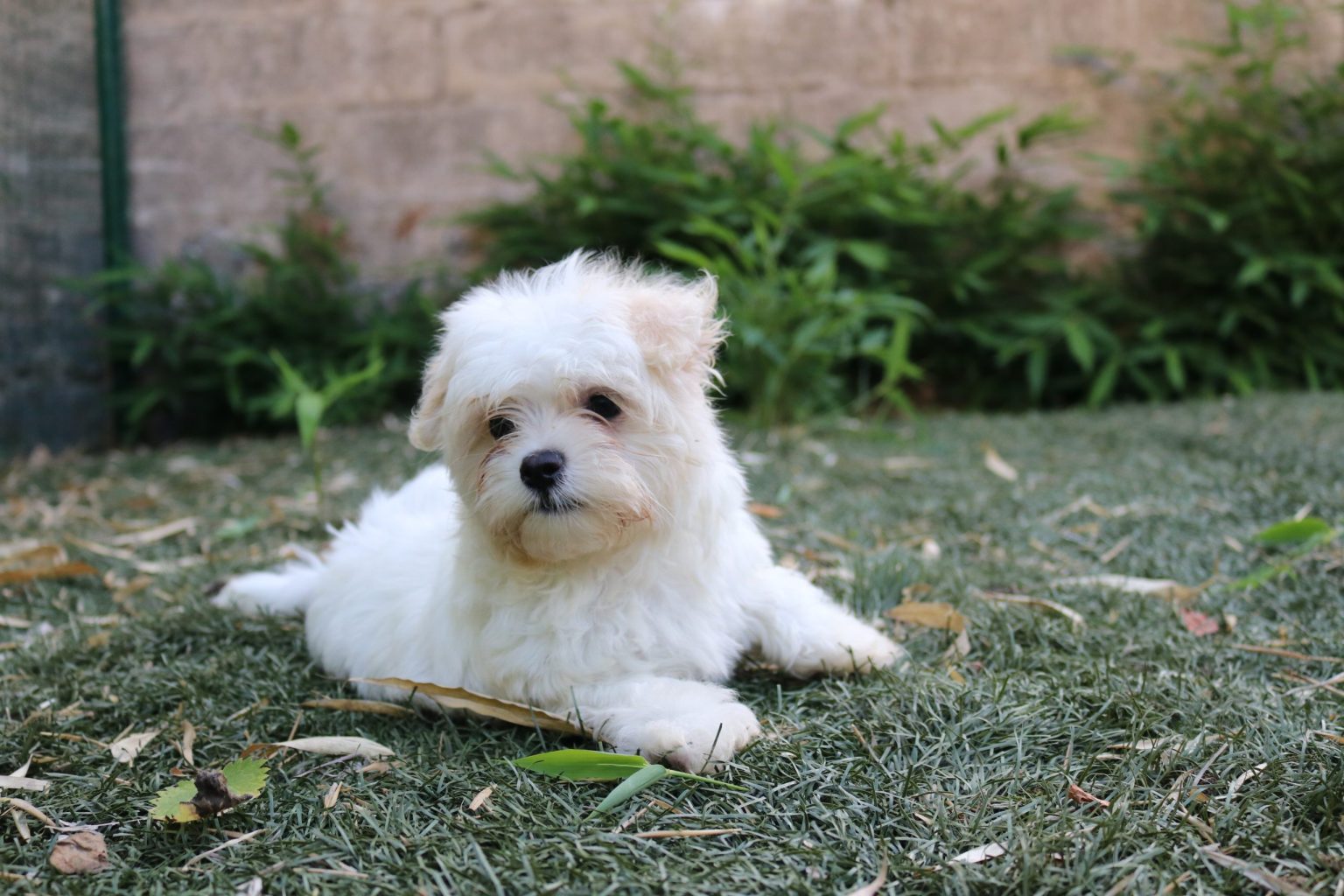 amare maltes blanco verde 1536x1024