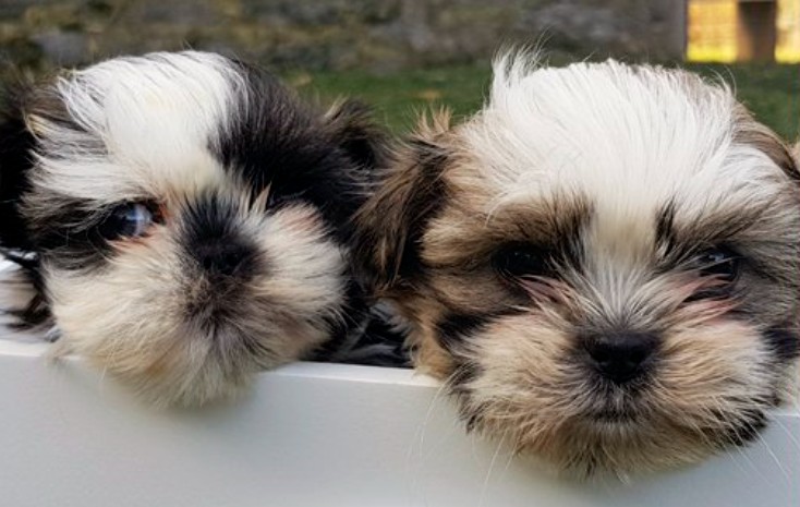 Shih Tzu