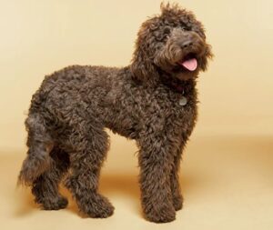 Labradoodle