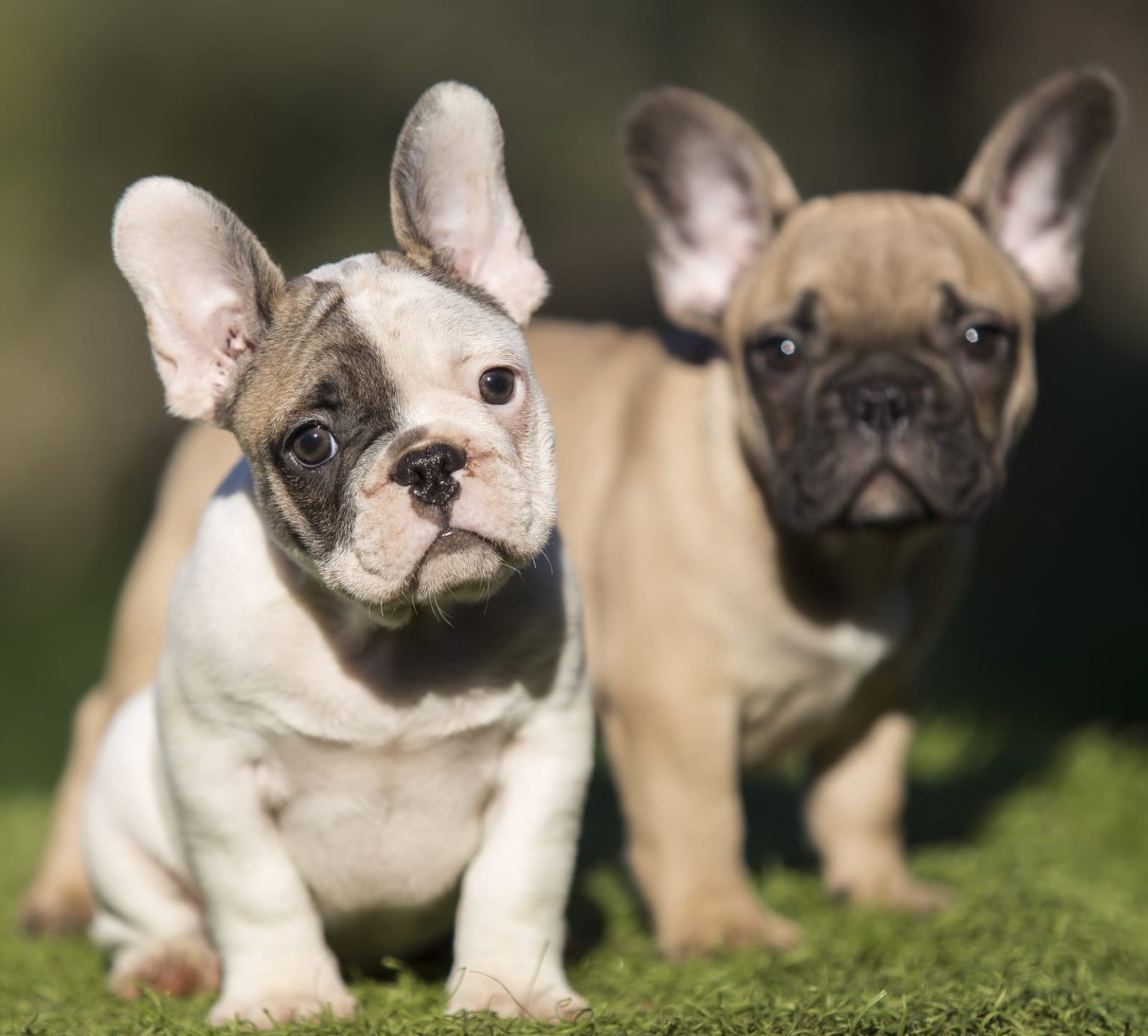 Alarbull Smylepets 1536x1386