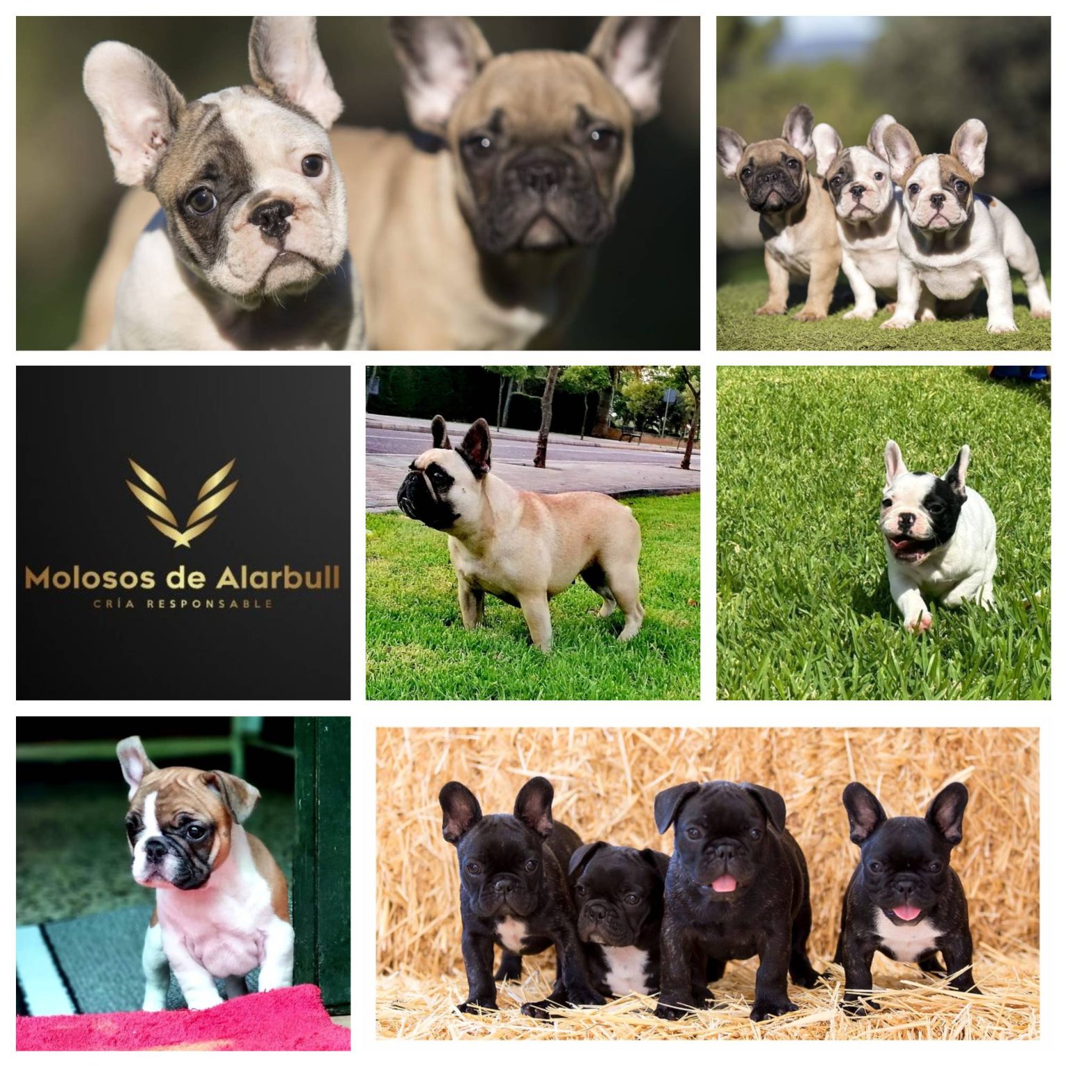 Collage Molosos de Alarbull 1536x1536