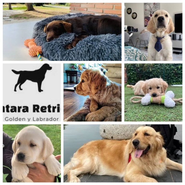 Villantara Retrievers