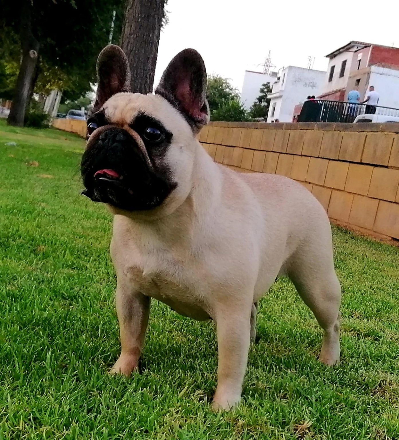 criadero espana bulldog fances cordoba 1393x1536