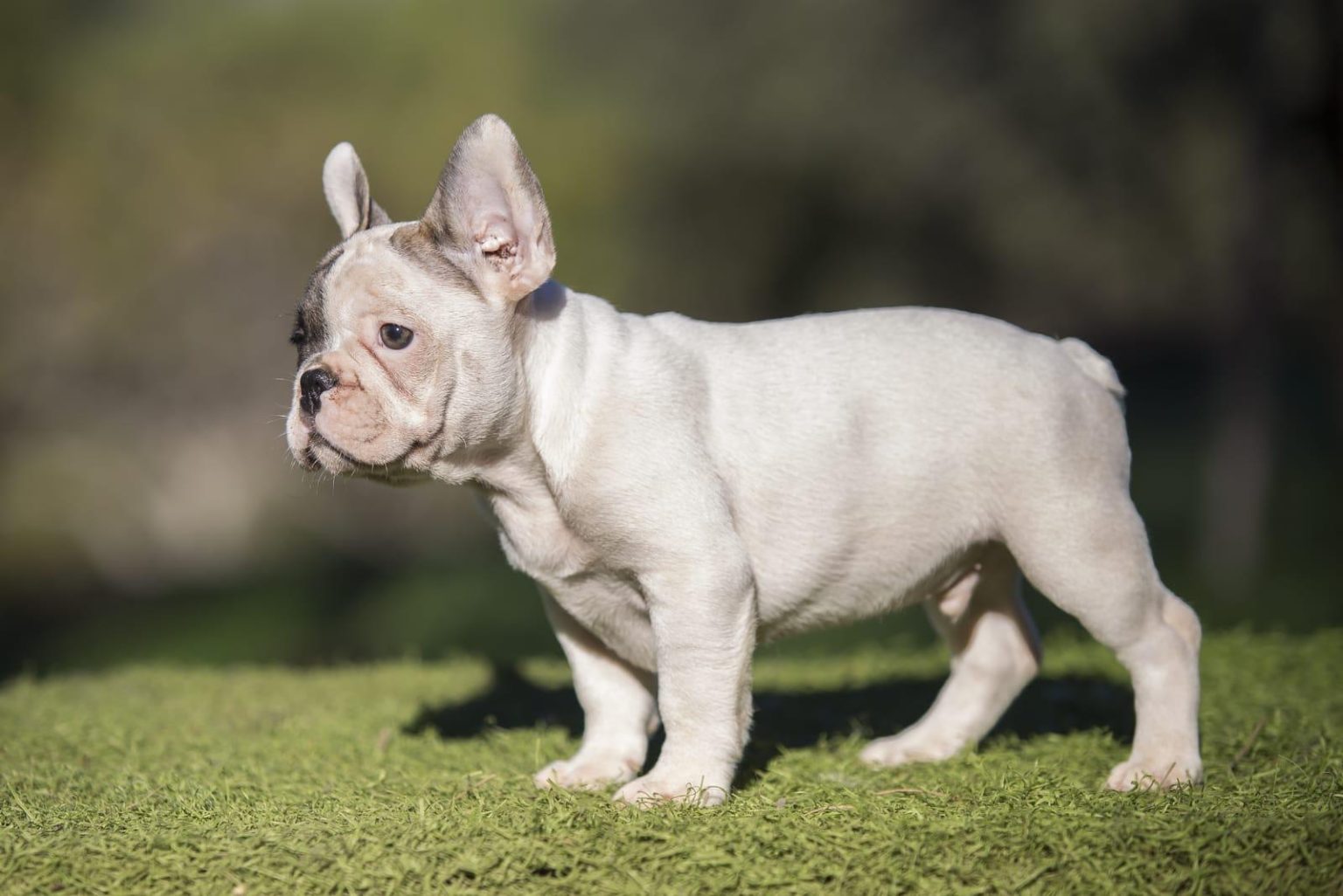 criadero espana bulldog fances cordoba blanco 1536x1026
