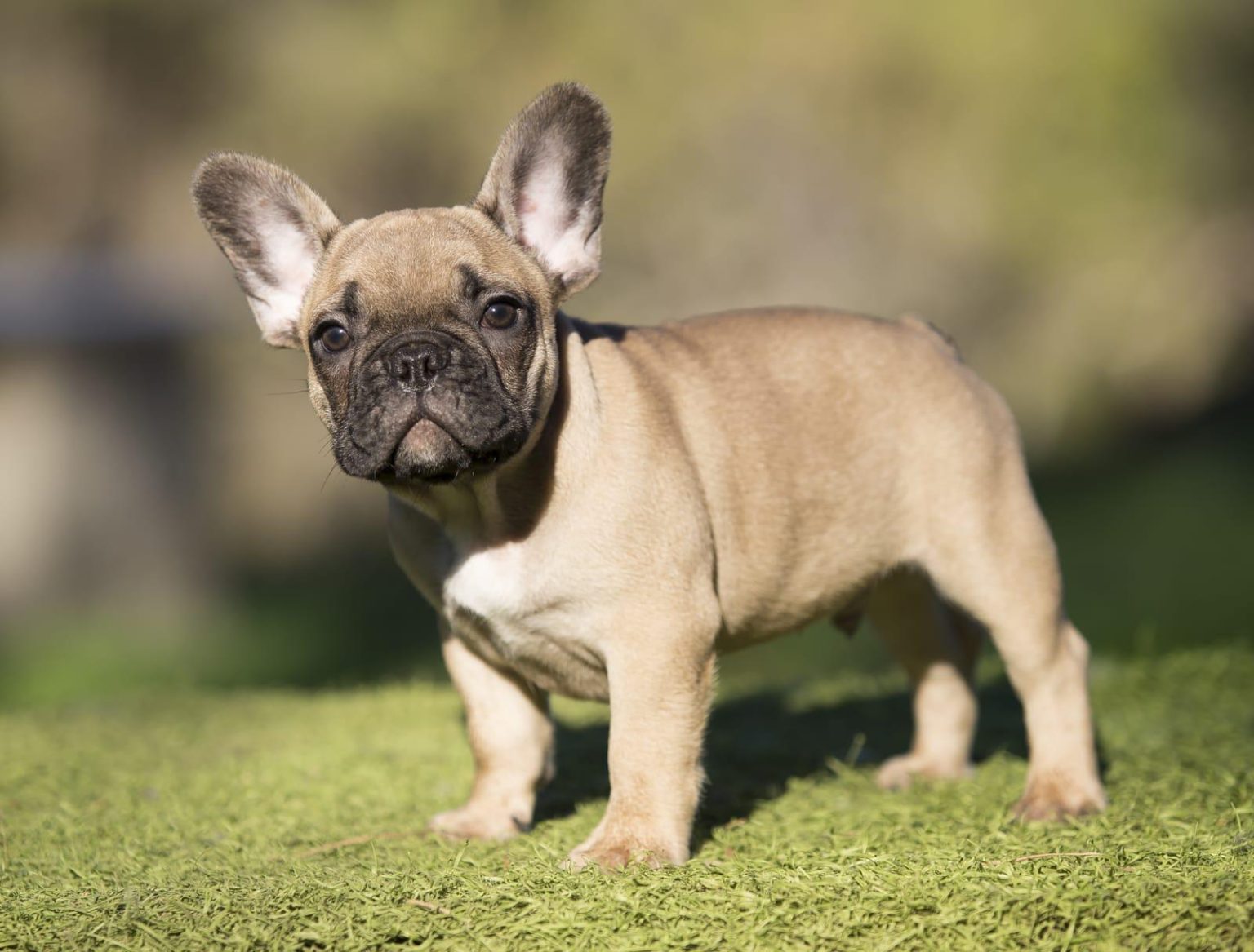 criadero espana bulldog fances cordoba cachorro 1536x1167