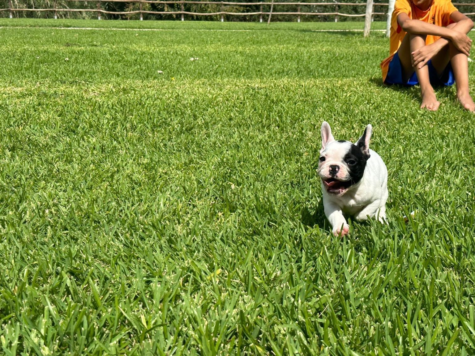 criadero espana bulldog fances cordoba jardon 1536x1152