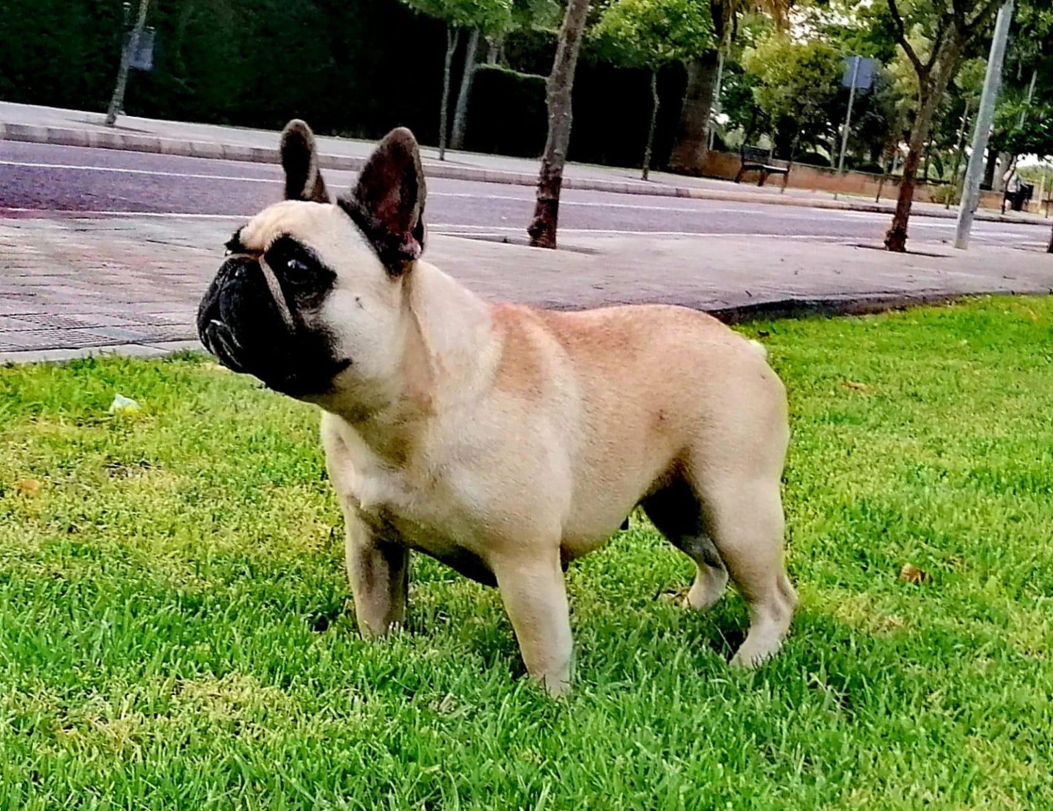 criadero espana bulldog fances cordoba parque 1536x1183