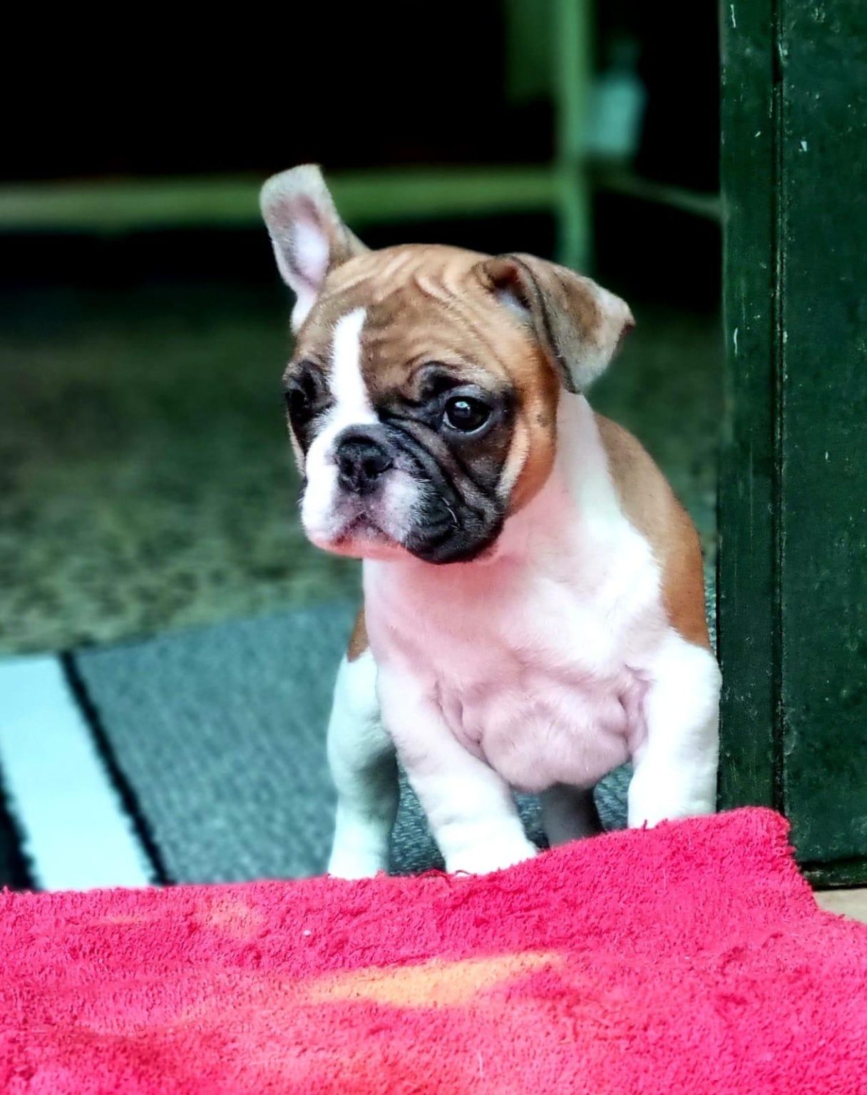 criadero espana bulldog fances cordoba smylepets 1216x1536