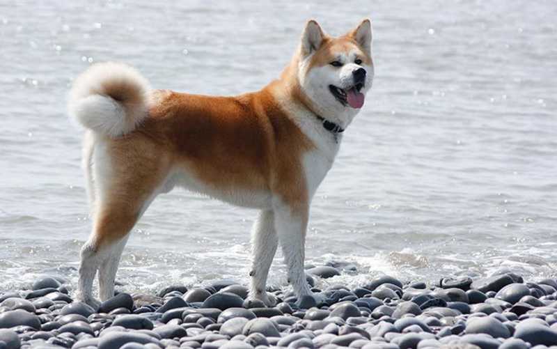 akita inu perro japones