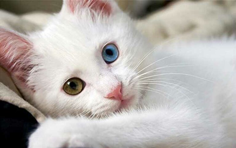 Angora Turco: Origen, carácter y cuidados - Smylepets