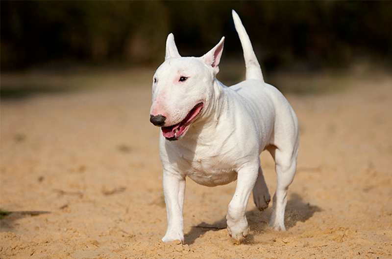 bull terrier color blanco