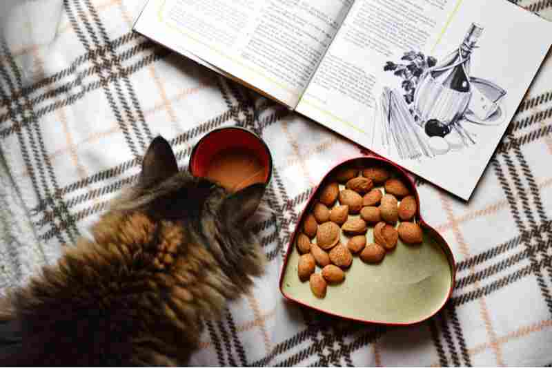 comida casera para gatos