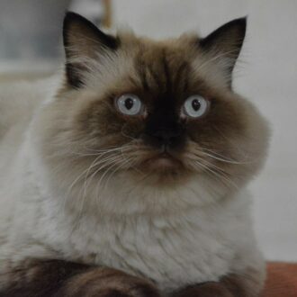 gato himalayo ojos azules