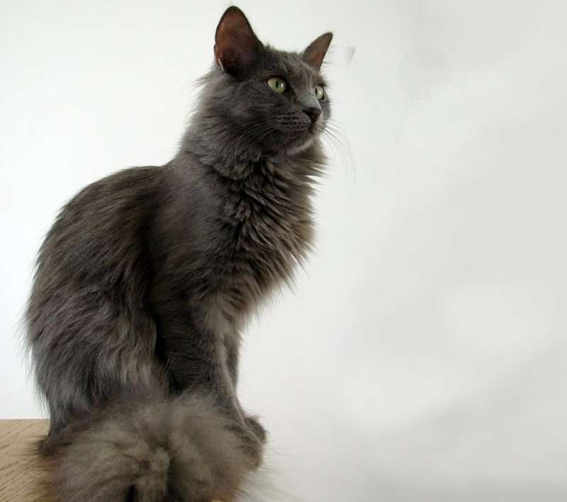 gato angora gris