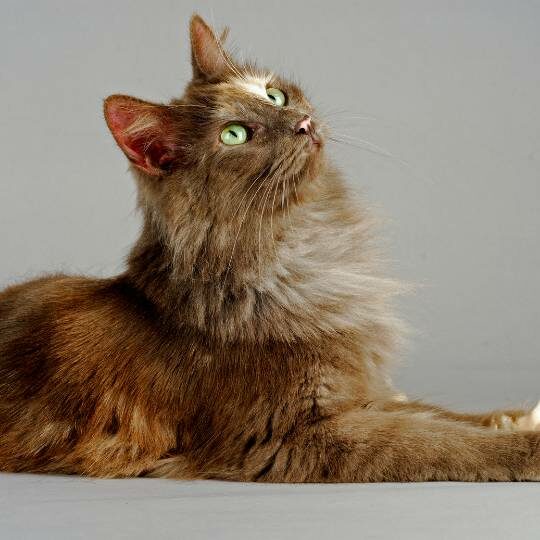 gato angora turco