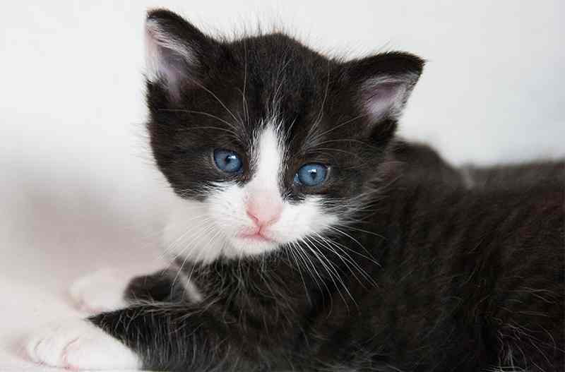 Gato blanco y negro cachorro ojos azules