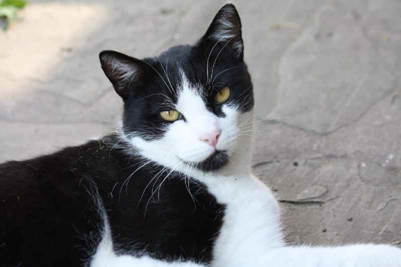 gato bicolor blanco y negro tumbado