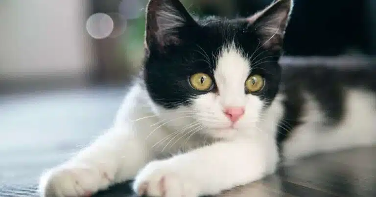 https://smylepets.com/wp-content/uploads/2021/02/gato-europeo-bicolor-bebe-768x404.jpg.webp