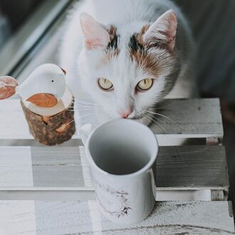 Gato taza de café