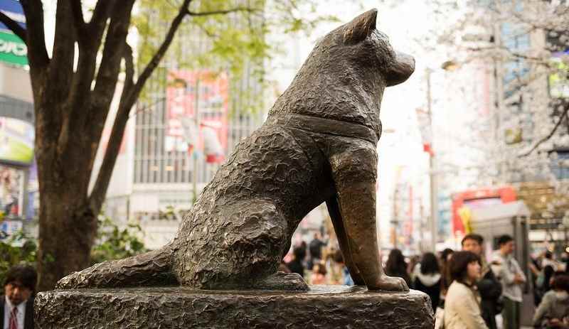 estatua del perro Akita Inu Hachiko